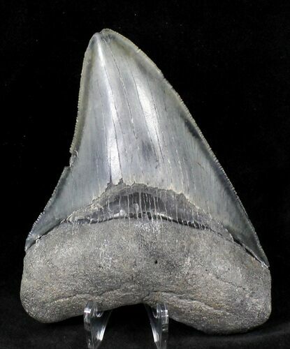 Serrated Megalodon Tooth - Venice, Florida #21230